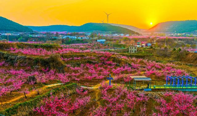 肥城桃花开成海 桃源春风醉若仙