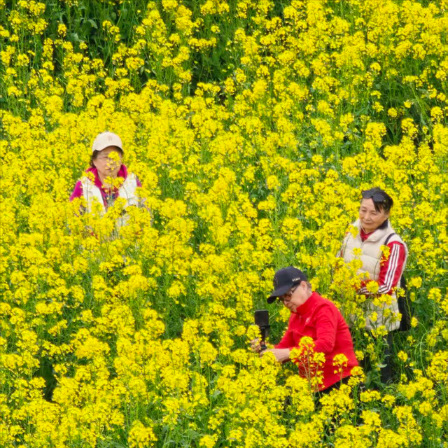 西安藏着神仙春日：坐地铁穿花海，随手释放浪漫，便捷观赏油菜花