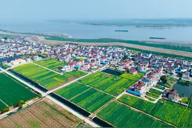 赏春风，咏油菜花，看天鹅起舞：安徽望江2日2晚春光之旅图片