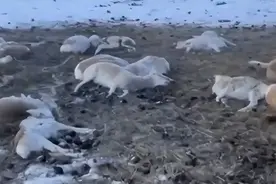 内蒙古，国家一级保护动物黄羊大量死亡，黄羊为何那么容易死？图片