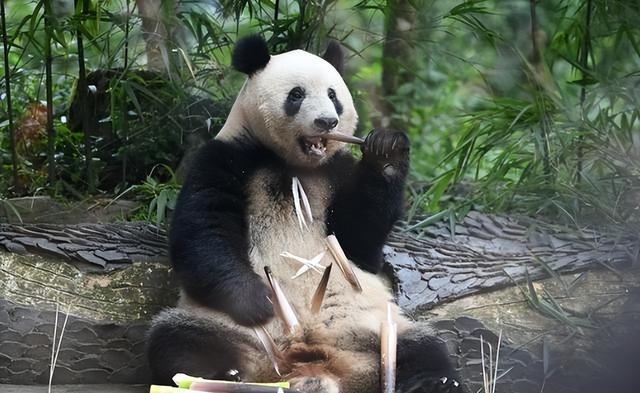 没有回旋余地，中国下令直接收回，17万日本人泪奔，高市闯祸了！