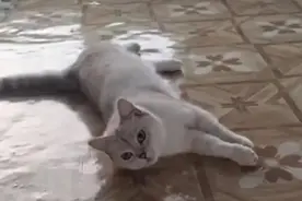 “男子被流浪猫绊倒案”投喂者已支付4.8万赔偿款，球馆方仍未履行完毕图片