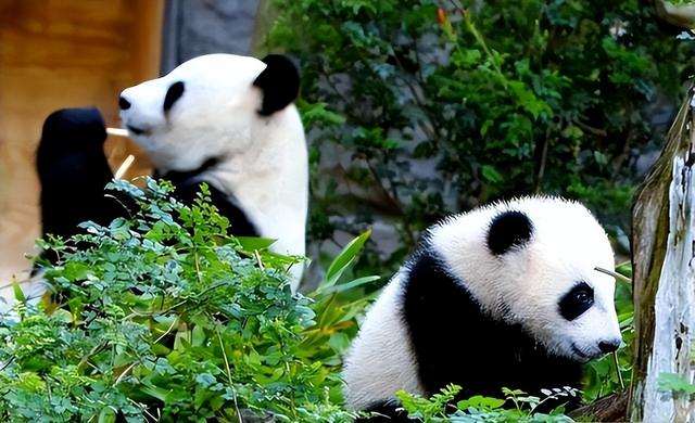 没有回旋余地，中国下令直接收回，17万日本人泪奔，高市闯祸了！