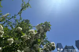气温频频3字头 苏州夏天快来了？图片