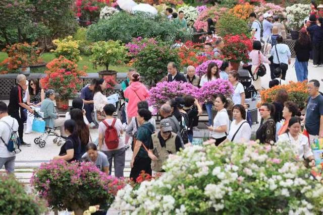 莲花山公园“人从众” 2025深圳簕杜鹃赏花周顶流花海“热到爆”