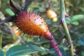 金樱子别名刺榆子，刺梨子，金罂子，俗称肾宝果，加枸杞泡酒喝图片