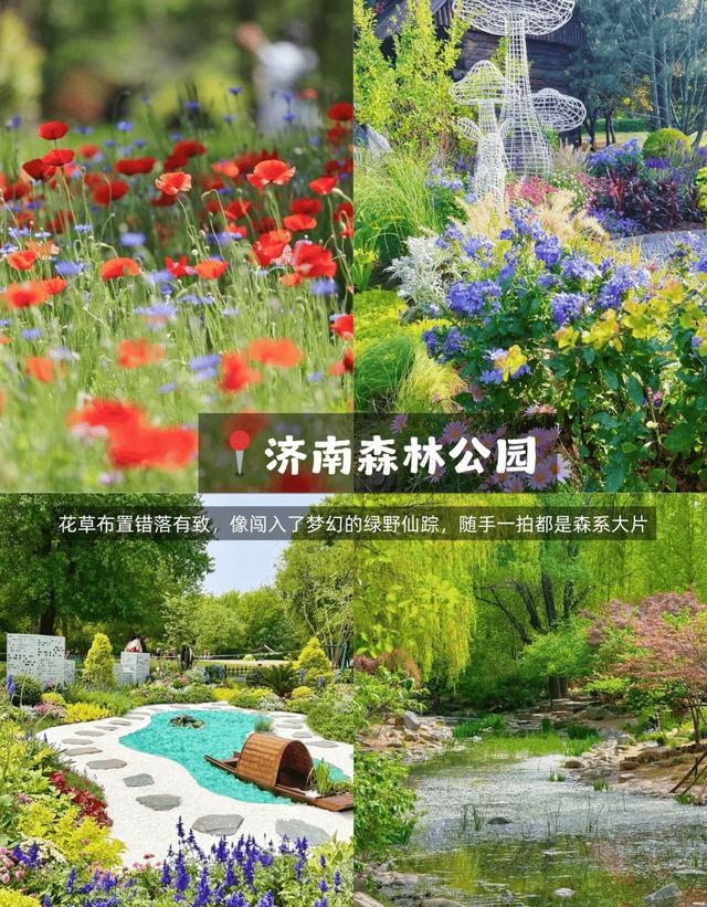 济南藏着一片“荷兰花海”！9个赏花地美成油画，一眼心动！