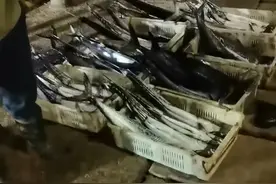 青岛这一当季海鲜，凌晨市场里，全靠抢！不挤不抢拿不到货！图片