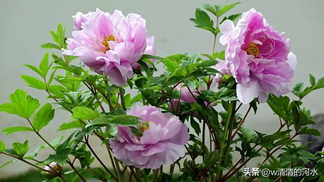 极美洛阳城牡丹迎春吐蕾绽放