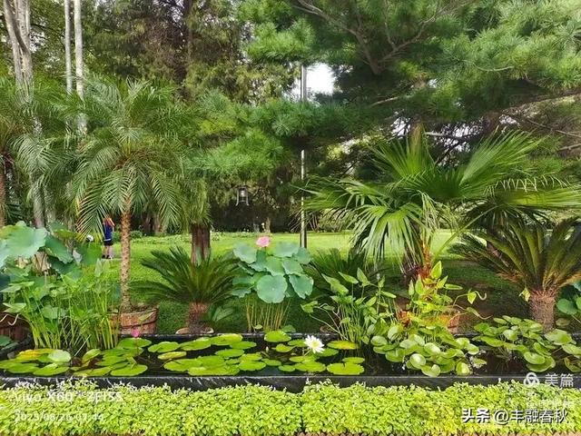 紫竹院竹荷季：一园清风里的诗意相逢｜ 申艳娟