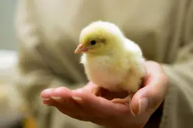 每年70亿只小鸡被搅碎，出生几个小时、未吃过饲料，就被做成狗粮图片