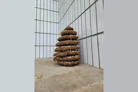 马蜂在家房檐搭窝，不久就会家产万贯？图片