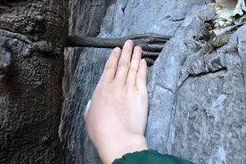 云南发现一棵3000年菩提树，树腰长出“大手”，伸进了峭壁石缝图片