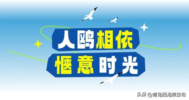 在唐岛湾，一起“鸥”遇吧！