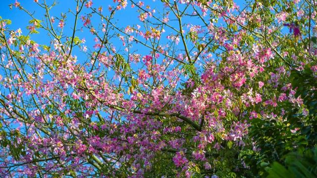 “粉”了！这份南宁人私藏的“粉色宝藏地图”送给您