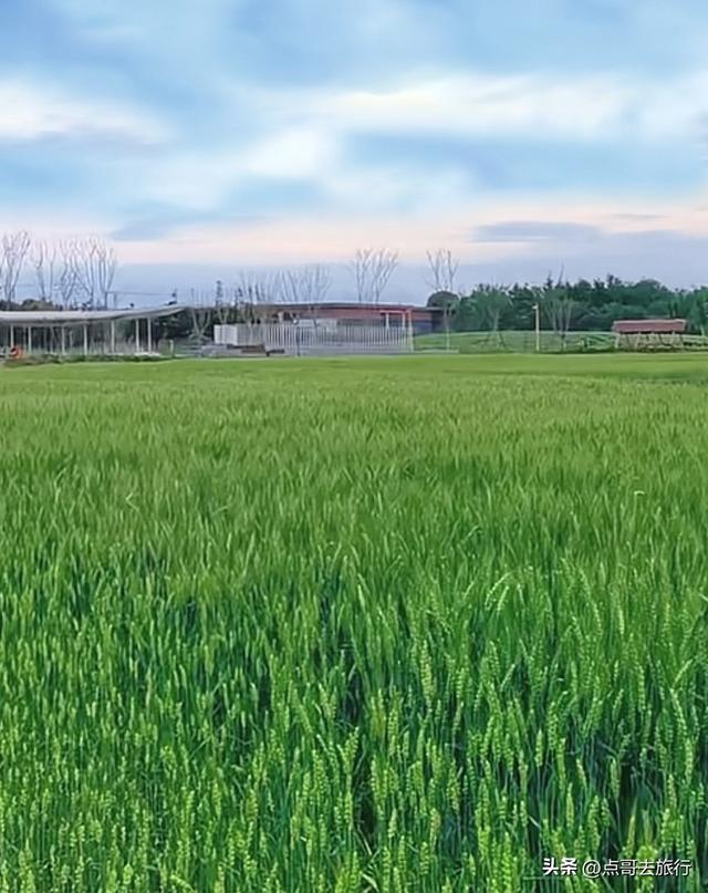 成都被严重低估的赏花地，最火的月见草花又回来了，太美了！