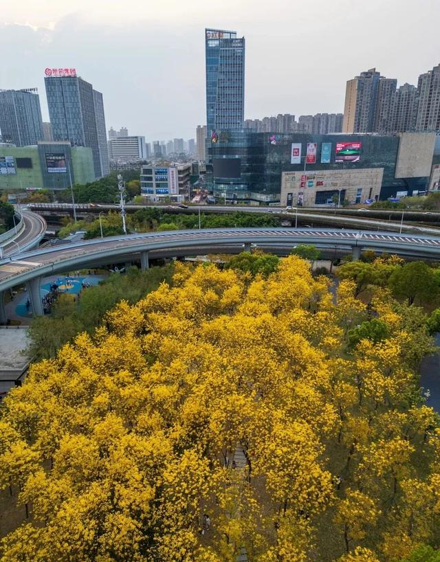 福州地铁五号线可达！满城鎏金花开，市区“金色花隧道”不要错过