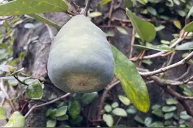 广东王不留行竟是它？既能做美食又能当药材图片