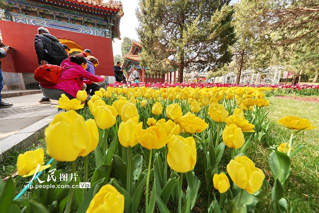 北京：中山公园郁金香绽放
