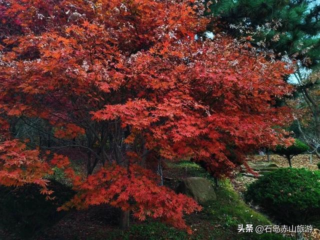 别再问赤山红叶什么时候最红！这趟“山海秋礼”才是真浪漫