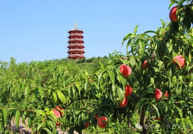 秋天，一定要来一趟潍坊安丘！