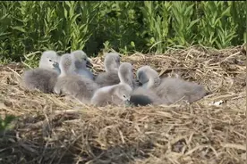 “萌宝”持续上新!郑州北龙湖多窝天鹅宝宝出壳 憨态可掬的模样萌化一众游客图片