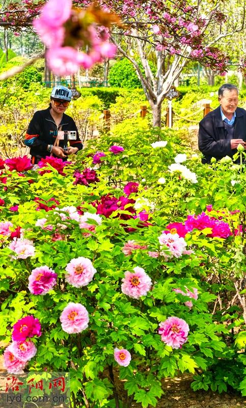 洛阳牡丹醉游人