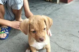 原来狗狗这些特点，是“旺家”的表现，说明你家要有福气了图片