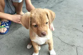 原来狗狗这些特点，是“旺家”的表现，说明你家要有福气了图片