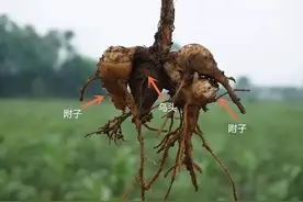 附子3大配伍：附子+干姜=温阳 附子+肉桂=引阳 附子+桂枝=通阳图片