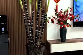 广东一姑娘太牛了，养甘蔗做绿植，既好看又能吃，网友：甲醛味？图片
