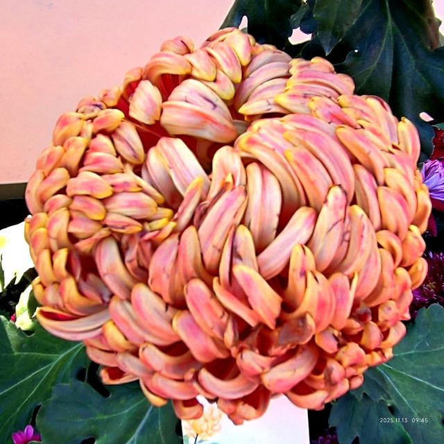 中山公园的菊花