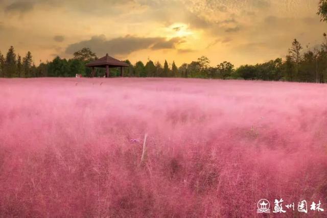秋日顶流粉黛花海上线！37处苏州最美观赏地看过来→