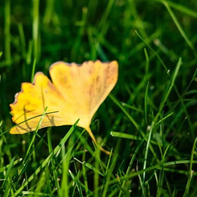 打卡限时浪漫，一键收藏隐珠街道最美秋色！