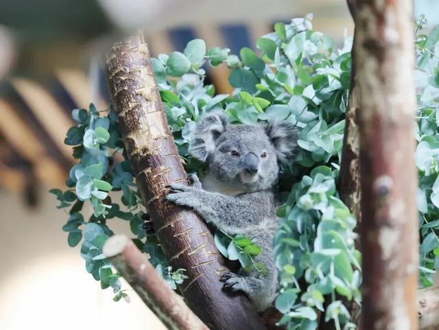 国家生态文明示范区系列报道丨于城市之心，写共生之诗
