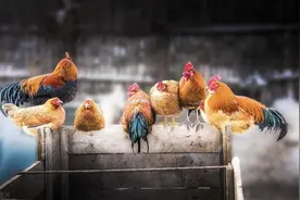 解说胶东方言（七十）：“揬撸”和“挦摸”是什么意思图片