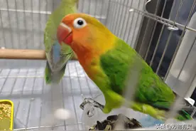 晒晒我的神兽，手养鹦鹉全攻略！玄凤、牡丹、虎皮怎么选？图片