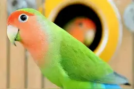 面类牡丹鹦鹉品种大全（共50种，最新整理版）图片