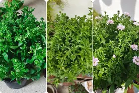 网购的植物通用缓苗指南，如何才算缓苗成功？图片