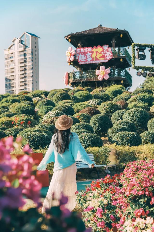 初冬“梅”好时光已至,惠城处处皆“花路”