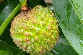 荔枝鸭头绿防治秘籍，绿色田间的成功案例！图片