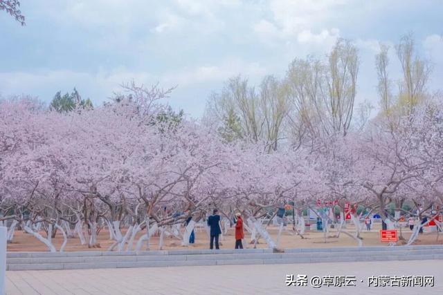 呼和浩特赏花攻略：最佳地点+公交出行指南