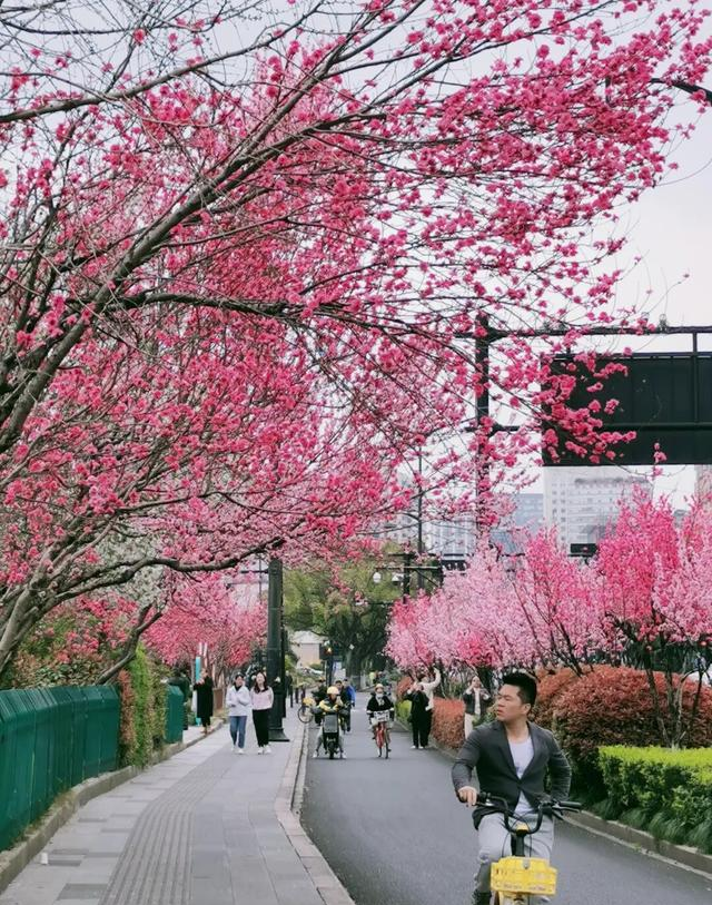 这两天的杭州顶流，不是太子湾，不是西湖，而是集齐了四季的万