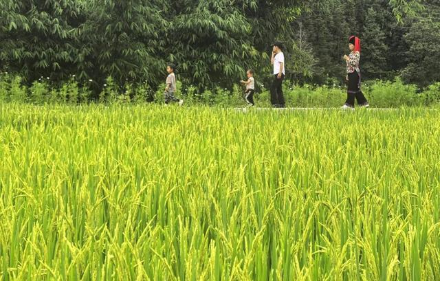 探索三猛逸境丨梯田茶旅打卡活动开启,邀您共赴绿春秘境!