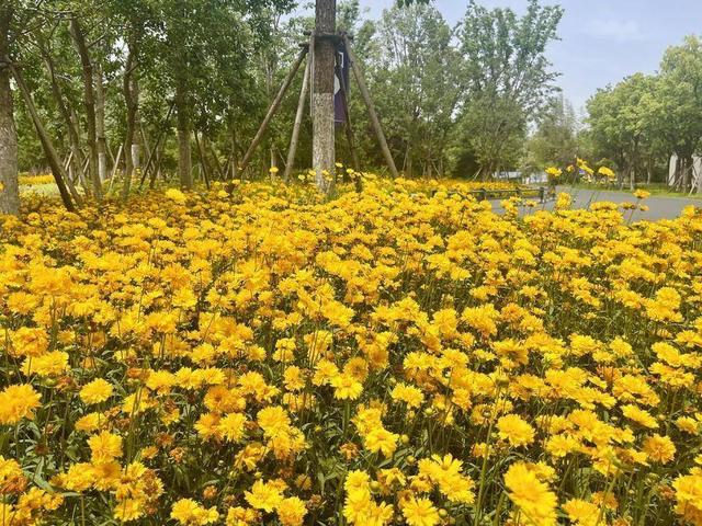 合肥4月花讯请查收！快进来交换春天→