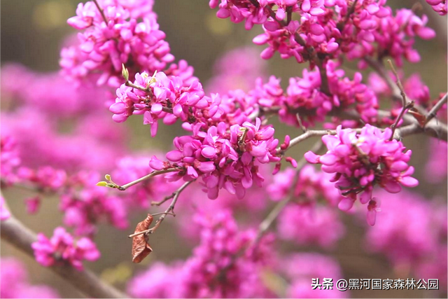 春至四月，云游黑河——这里的踏青赏春胜地千万别错过！