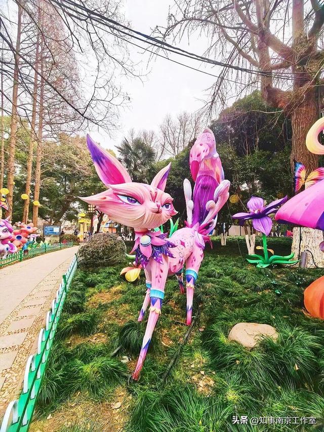 当整个南京都在追光，我在白鹭洲等一场灯与影的相逢