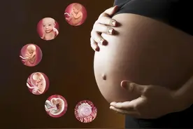 几张胎儿发育过程照片，让孕妈的辛苦更直观，感慨生命伟大图片