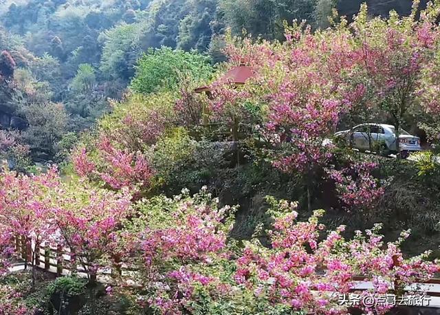成都真大气，最美的樱花都免费，8000米樱花大道更是繁花似锦！