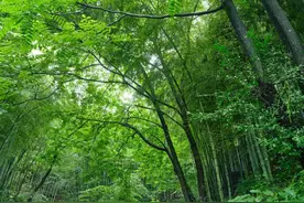 10首经典咏物诗词，一首一个千古名句，最爱苏轼和陆游的图片